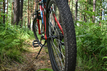 Bicycle. Forest path.