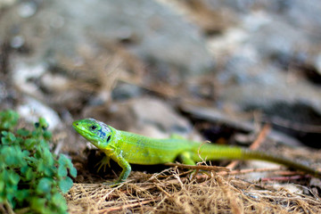 Naklejka na ściany i meble Green lizard is hunting in grass