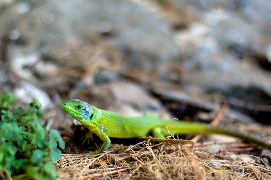 Green lizard is hunting in grass