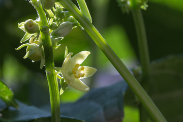 Chayote domestico 1