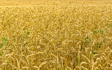 Ripe ears of wheat in a field