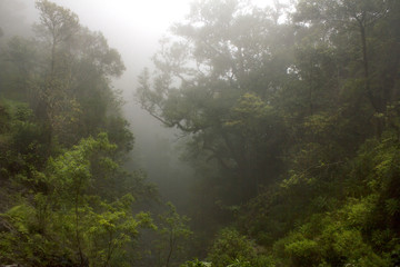 Floresta envolta em nevoeiro, mistério e silêncio