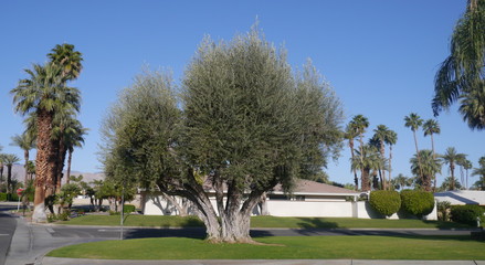 High desert, California