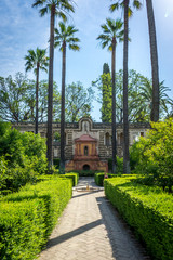 Obraz premium Tall palm trees in the Alcazar garden in Seville, Spain, Europe