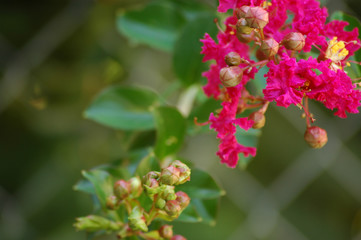 CRAPE MYRTLE -7-17