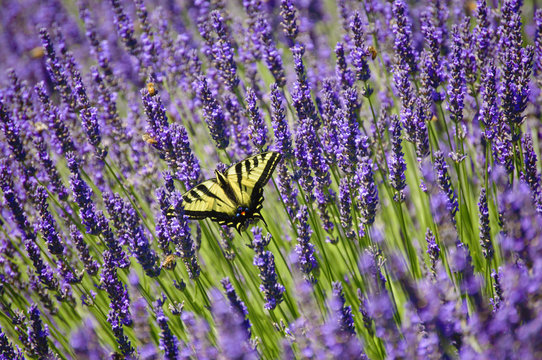 Lavender field of flowers with closeup of yellow swallowtail butterfly/Western tiger swallowtail butterfly in a field of lavender flowers