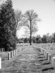 Famous Arlington Cemetery in Washington