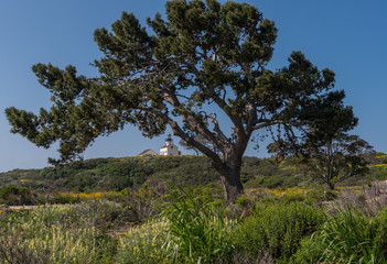 Fototapeta na wymiar Large Tree in Front of Lighthouse