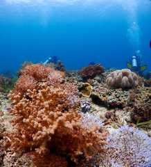 Coral and diver