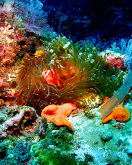 Fototapeta na wymiar Anemone fish in orango mactan cebu