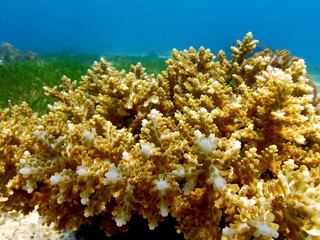 Naklejka na ściany i meble Hard coral in orango mactan cebu