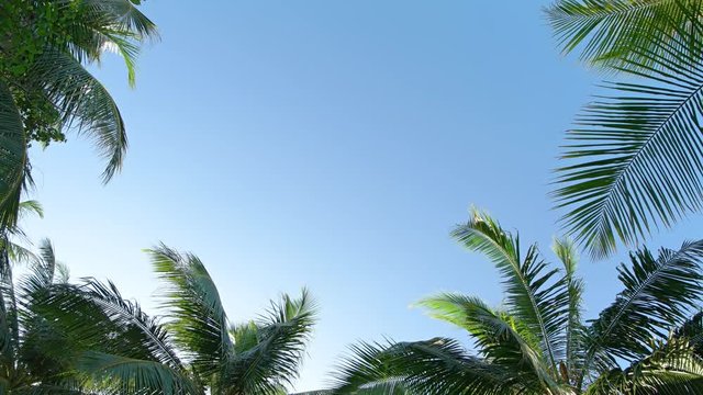 Tropical Palm Leaves Swaying against a Clear Blue Sky
