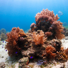 Fototapeta na wymiar Soft coral in orango mactan cebu