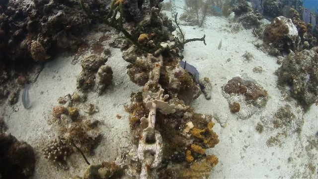 Environmental damage on a tropical coral reef caused by the careless dropping on an anchor