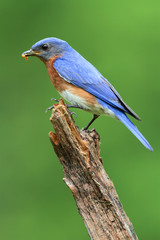 Eastern Bluebird