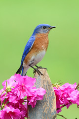 Male Eastern Bluebird