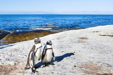 Fototapeta premium couple of penguins in South Africa