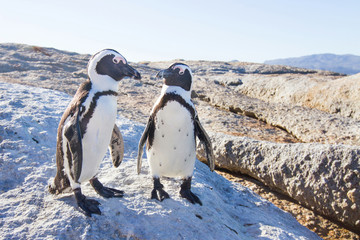 Fototapeta premium couple of penguins in love