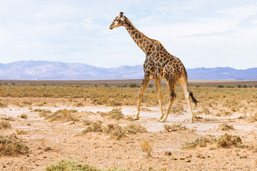 Naklejka na ściany i meble giraffe in landscape of South Africa, wildlife safari