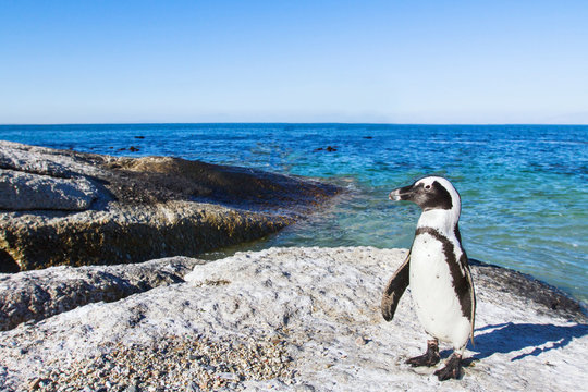 beautiful african penguin on Boulders beach in Cape Town, South Africa