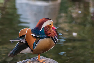 Mandarin duck by pond.