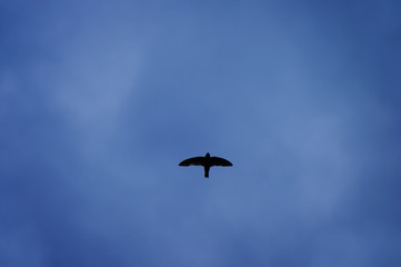 Silhouette Flying Bird On The Cloudy Blue Sky Background