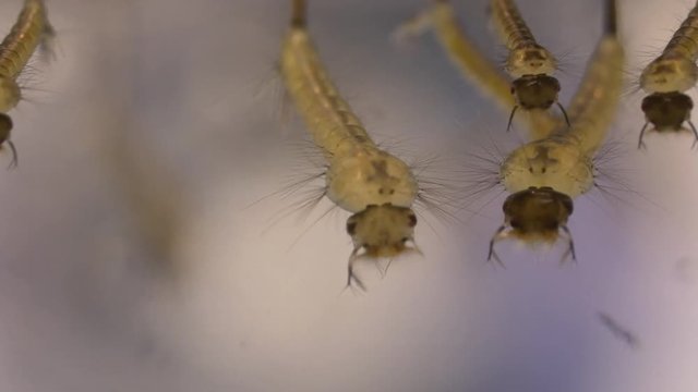 mosquito larvae