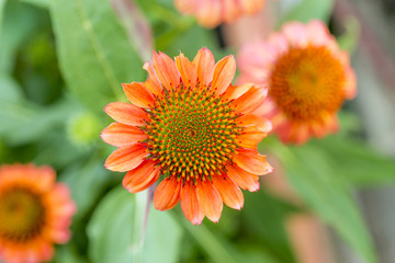 Closeup of vibrant orange coneflower with detail, petals eaten away by pests
