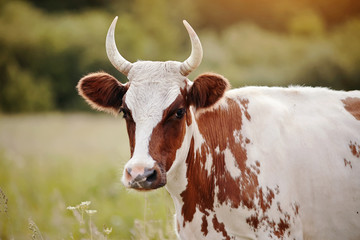 Portrait of a red - a white cow