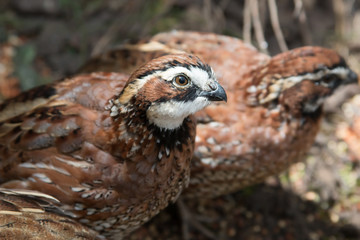 Bobwhite quail