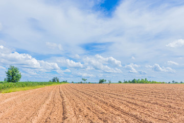 The soft focus the plowing,tillage, picking, tillage, planting, cultivation,for agriculture area,the  cassava, tapioca plant field with the beautiful sky and cloud in Thailand.