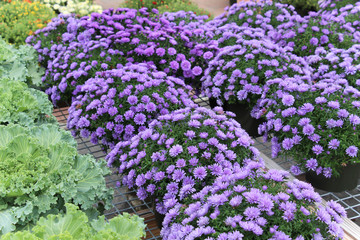 Obraz premium lush purple mums in full bloom with a green leaf outline