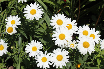 Obraz premium vibrant white daisies with bright yellow corolla against a lush green grass background