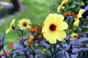 beautiful yellow daisy flower in a garden 