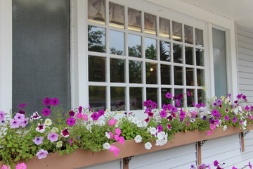 Fototapeta na wymiar beautiful colorful petunias in a window box with multi pane window 