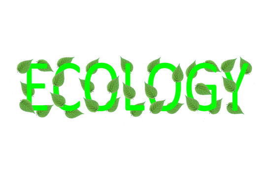 Слово Экология с зелёными листьями дерева на белом фоне