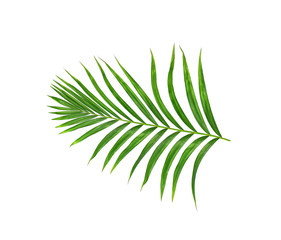 Green leaves of palm tree isolated on white background
