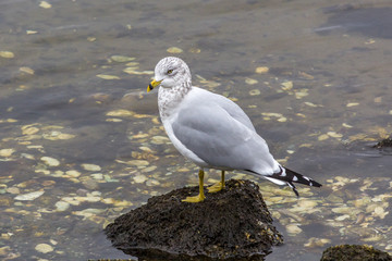 White and grey seagull on rock in ocean