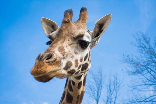 giraff selfie