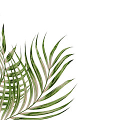 Green leaves of palm tree isolated on white background