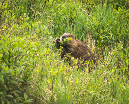 Beaver Eating