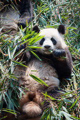 Fototapeta premium Giant panda eating bamboo