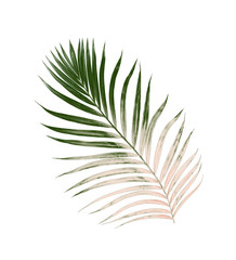Green leaves of palm tree isolated on white background