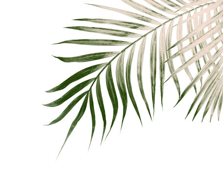 Green leaves of palm tree isolated on white background