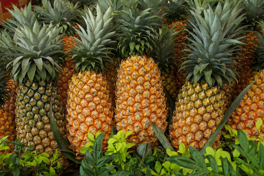 Pineapple background/ hawaiian pineapples background 