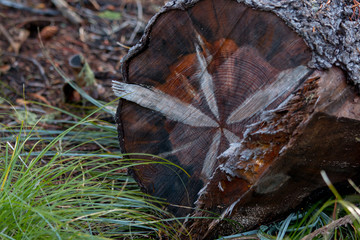 fallen tree crosscut