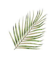 Green leaves of palm tree isolated on white background