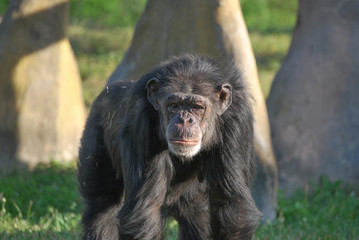 Chimpanzee