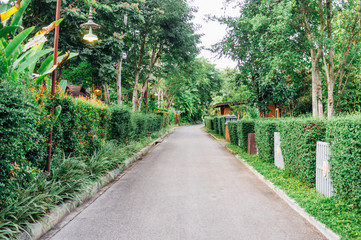 Abstract concept of tree fence with a road in the morning. relax space.