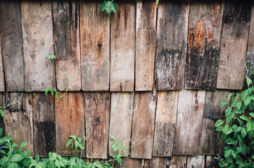 The old wooden wall with little tree vintage tone. Space background concept.